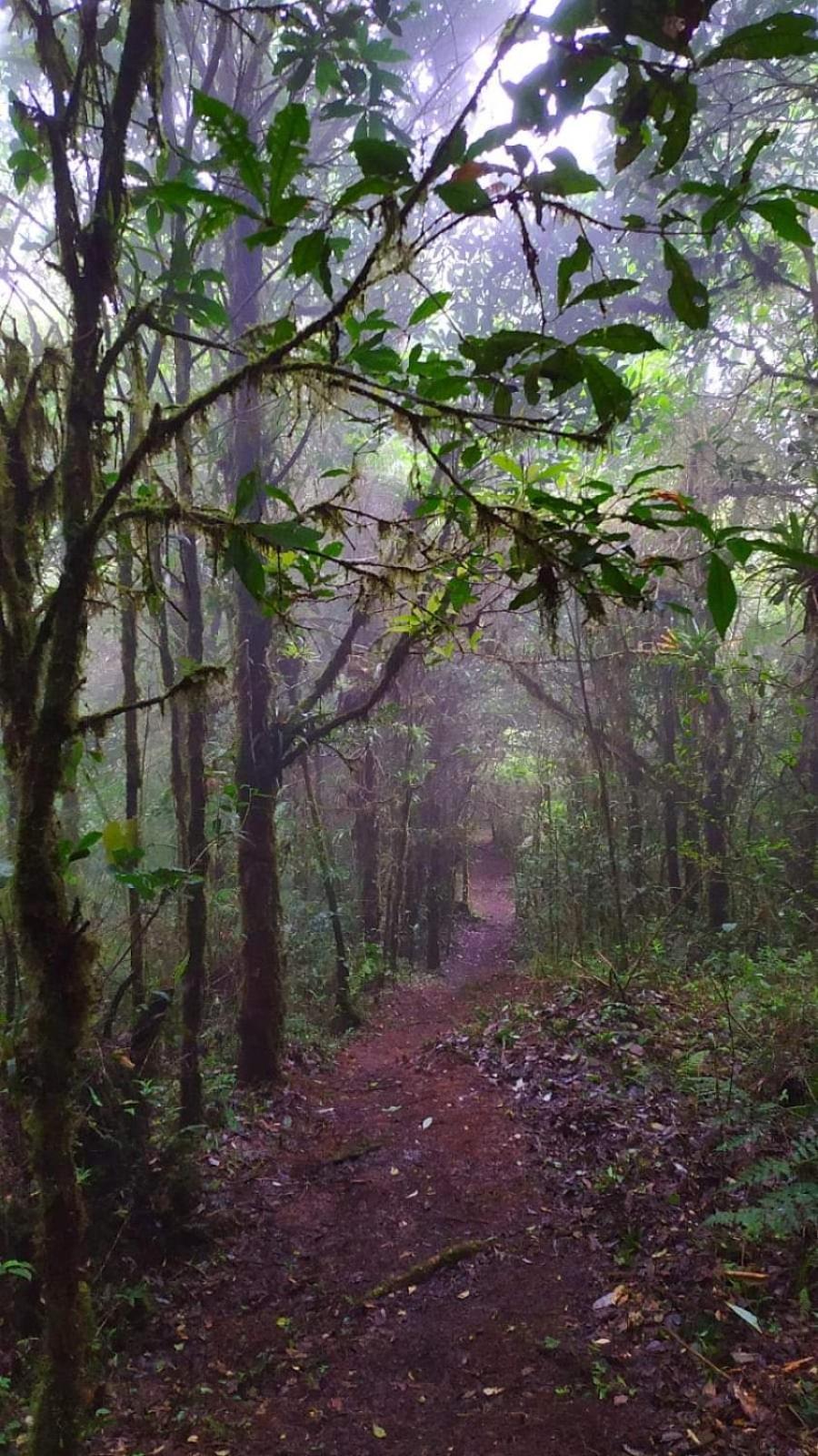 La Picuda Quetzal * Cartago